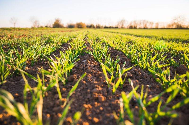 AgroCampos Ibérico