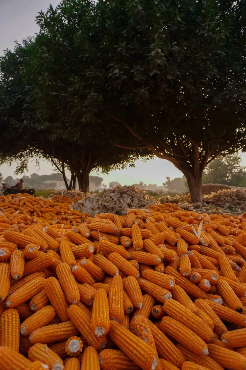 AgroCampos Ibérico 1