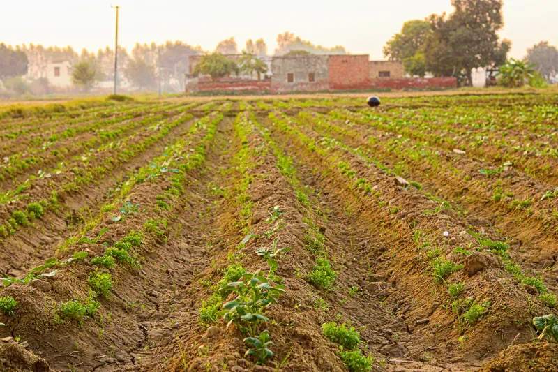 AgroCampos Ibérico