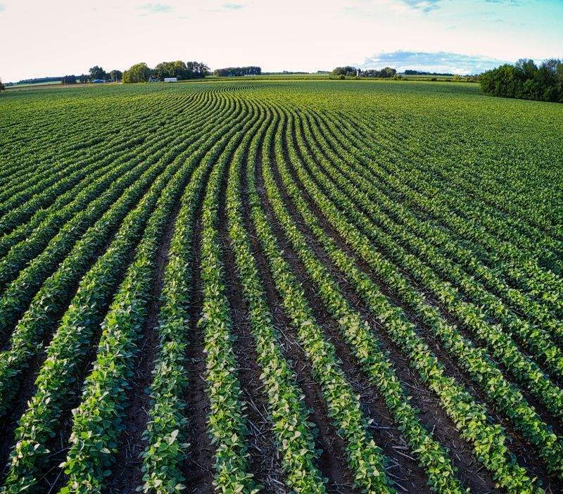Asesoramiento técnico agronómico